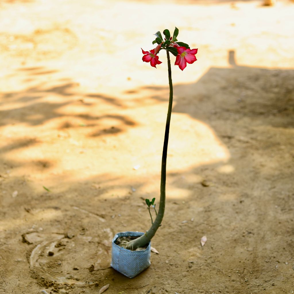 Adenium (any colour) in 6 Inch Nursery Bag