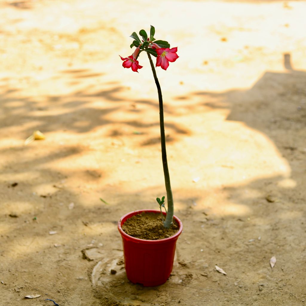 Adenium (any colour) in 6 Inch Red Super Nursery Pot