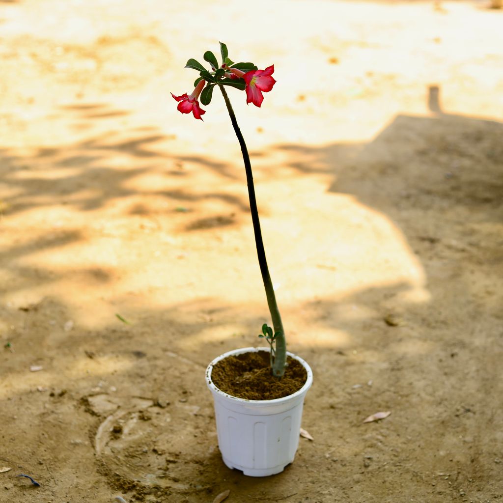 Adenium (any colour) in 6 Inch White Super Nursery Pot