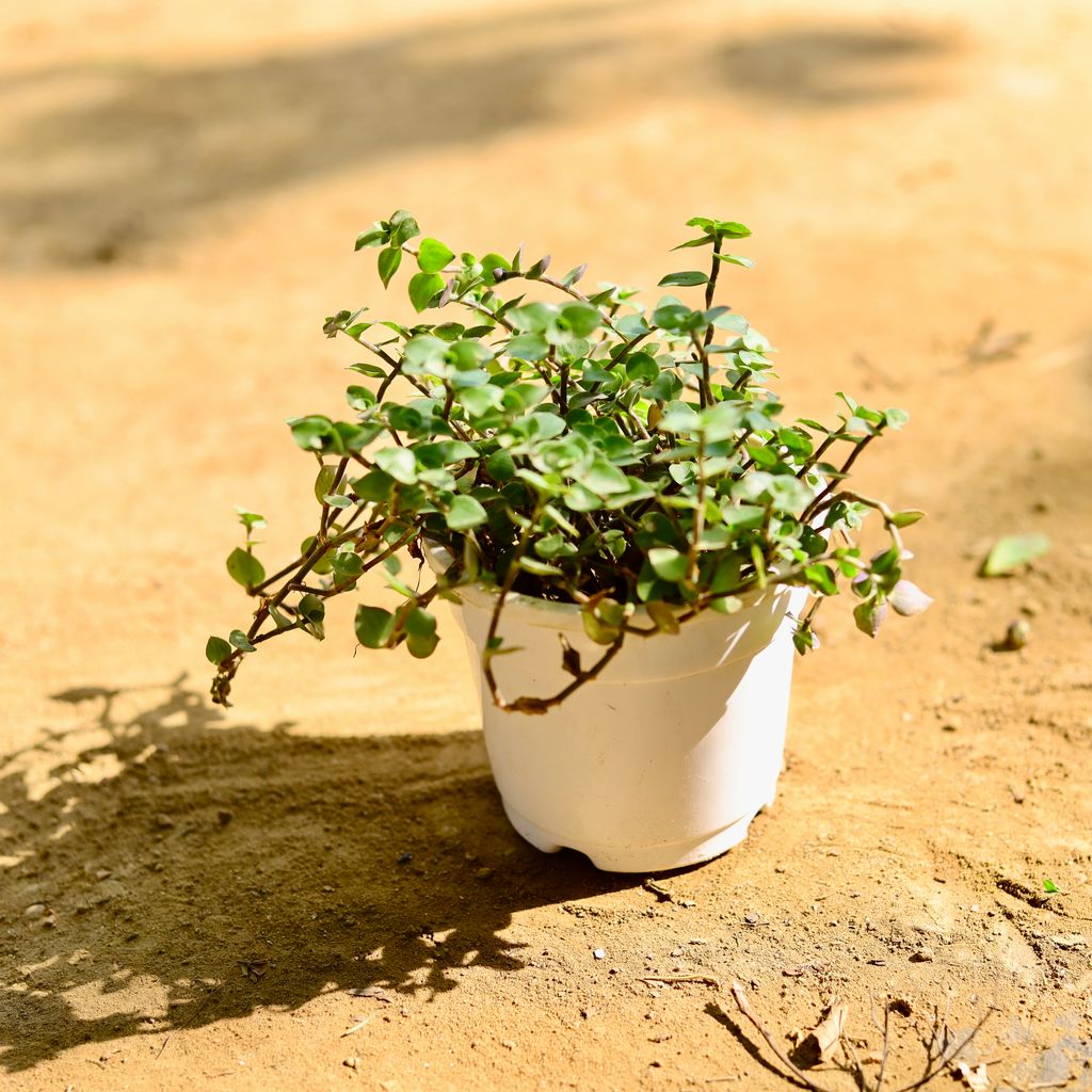 Turtle Vine in 4 Inch Nursery Pot