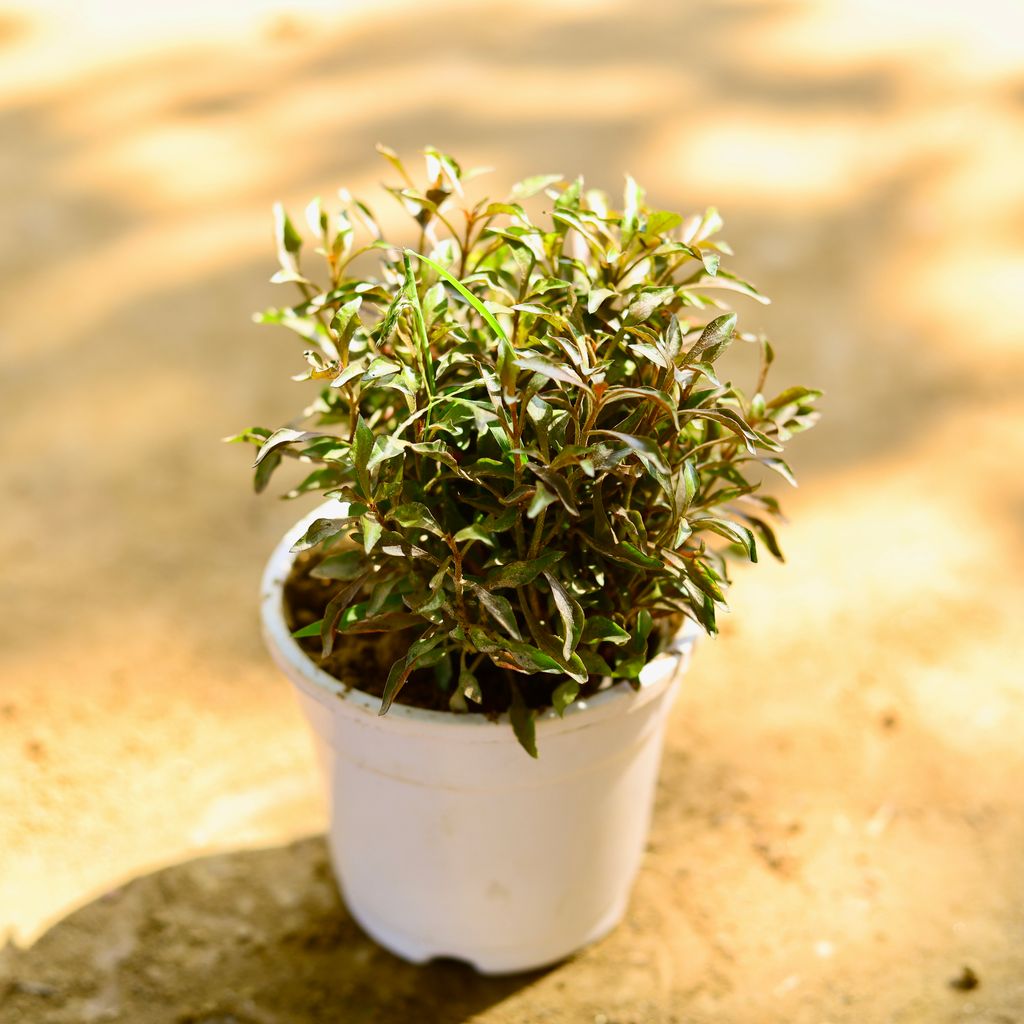 Alternanthera Variegated in 4 Inch Nursery Pot