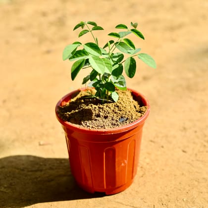 Buy Aparajita / Asian Pigeonwings (any colour) in 6 Inch Red Super Nursery Pot Online | Urvann.com