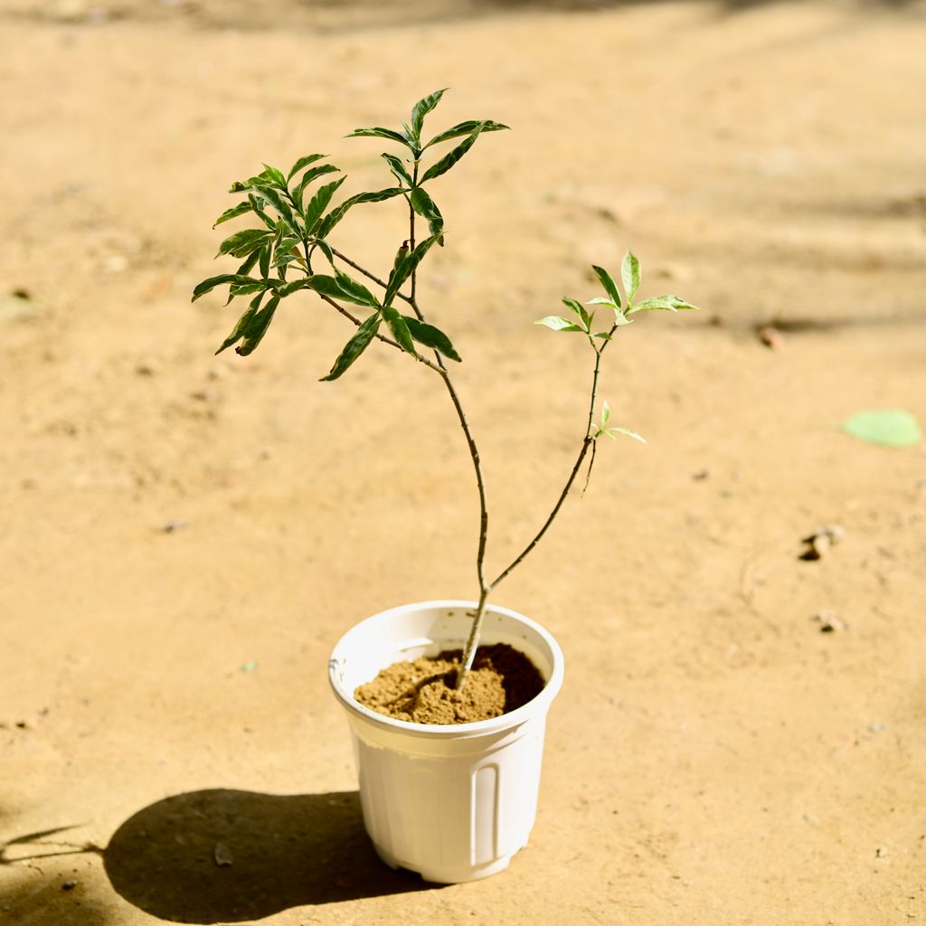 Chandni Variegated (any colour) in 6 Inch White Super Nursery Pot