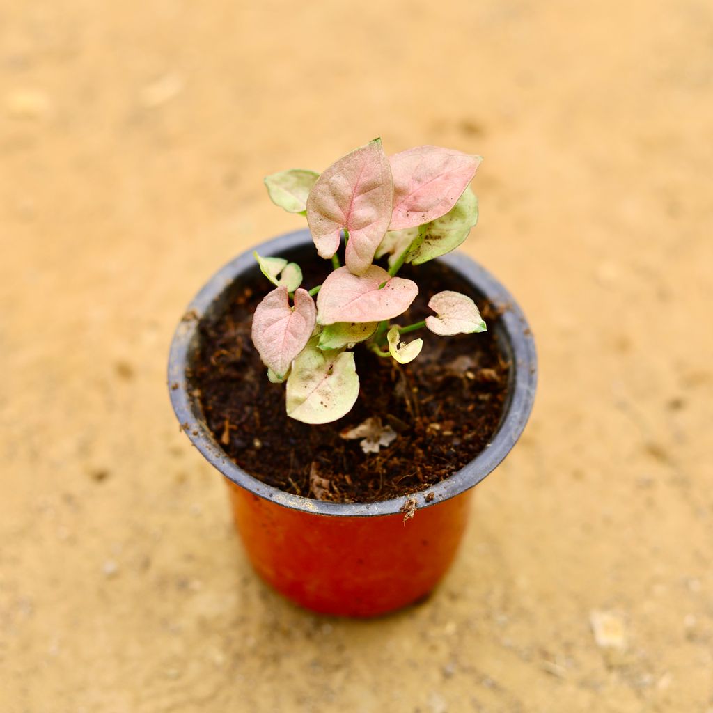 Syngonium Pixie Pink in 4 Inch Nursery Pot