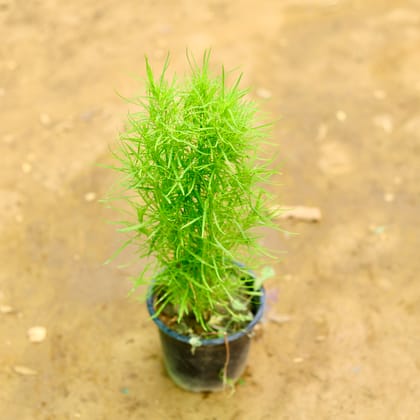 Buy Kochia in 6 Inch Nursery Pot Online | Urvann.com