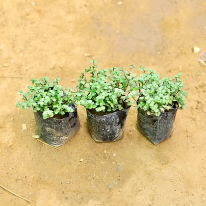 Buy Set of 3 - Makkhi bel in 4 Inch Nursery Bag Online | Urvann.com