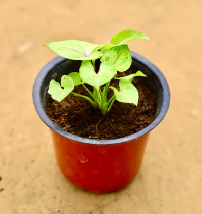 Air purifier Syngonium green in 4 inch nursery pot
