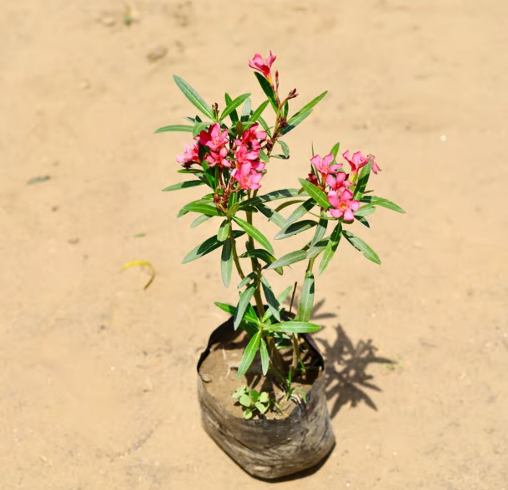 Kaner / oleander pink in 6 inch nursery bag