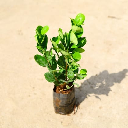 Ficus Moclaim (Round Leaf) in 6 Inch Nursery Bag
