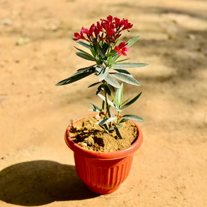 Buy Kaner / Oleander Red in 8 Inch Red Olive Plastic Pot Online | Urvann.com