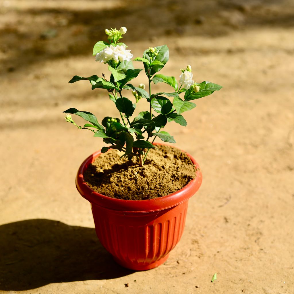 Mogra / Jasmine in 8 Inch Red Olive Plastic Pot