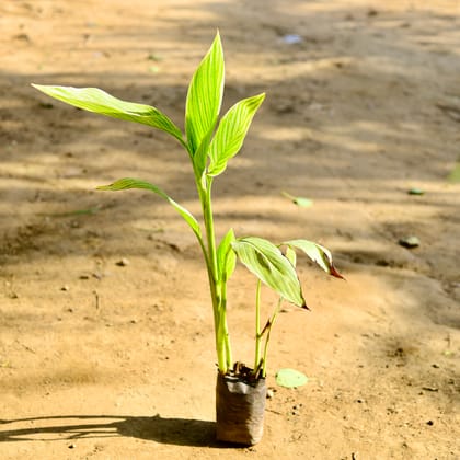 Buy Canna Lily / keli (any colour) in 6 Inch Nursery Bag Online | Urvann.com