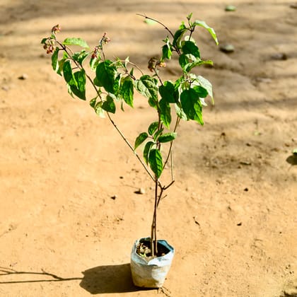 Buy Bleeding Heart (any colour) in 6 Inch Nursery Bag Online | Urvann.com