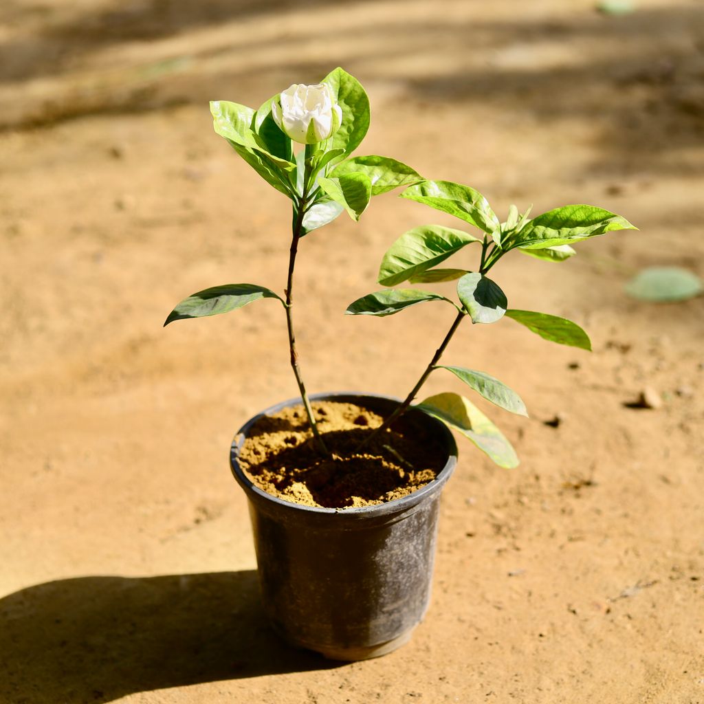 Gandhraj / Gardenia in 6 Inch Nursery Pot