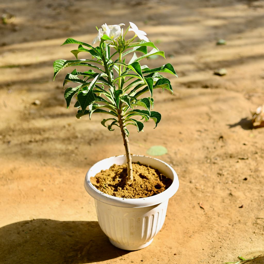 Naag Champa in 8 Inch White Olive Plastic Pot