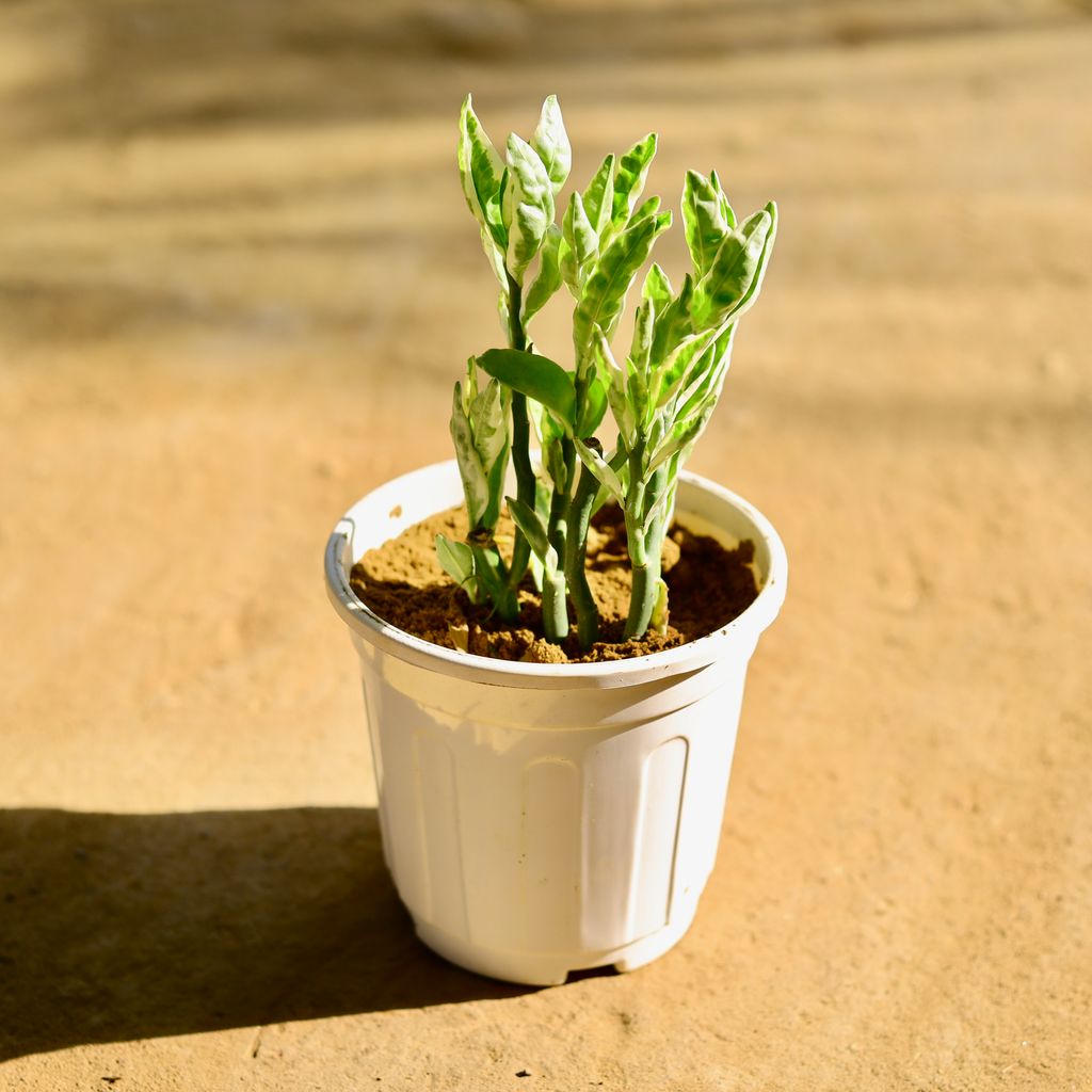 Pedilanthus / Devil's Backbone in 6 Inch White Super Nursery Pot