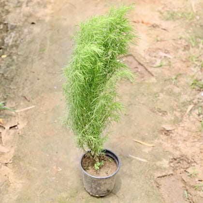 Buy Kochia (~ 1 Ft) in 6 Inch Plastic Pot Online | Urvann.com
