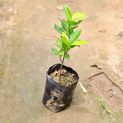 Buy Ficus Panda in 4 Inch Nursery Bag Online | Urvann.com