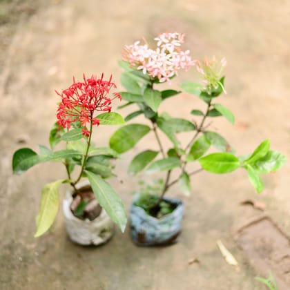 Buy Set of 2 - Ixora (Pink & Red) in 4 Inch Nursery Bag Online | Urvann.com