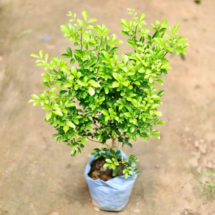 Buy Madhu Kamini in 6 Inch Nursery Bag Online | Urvann.com