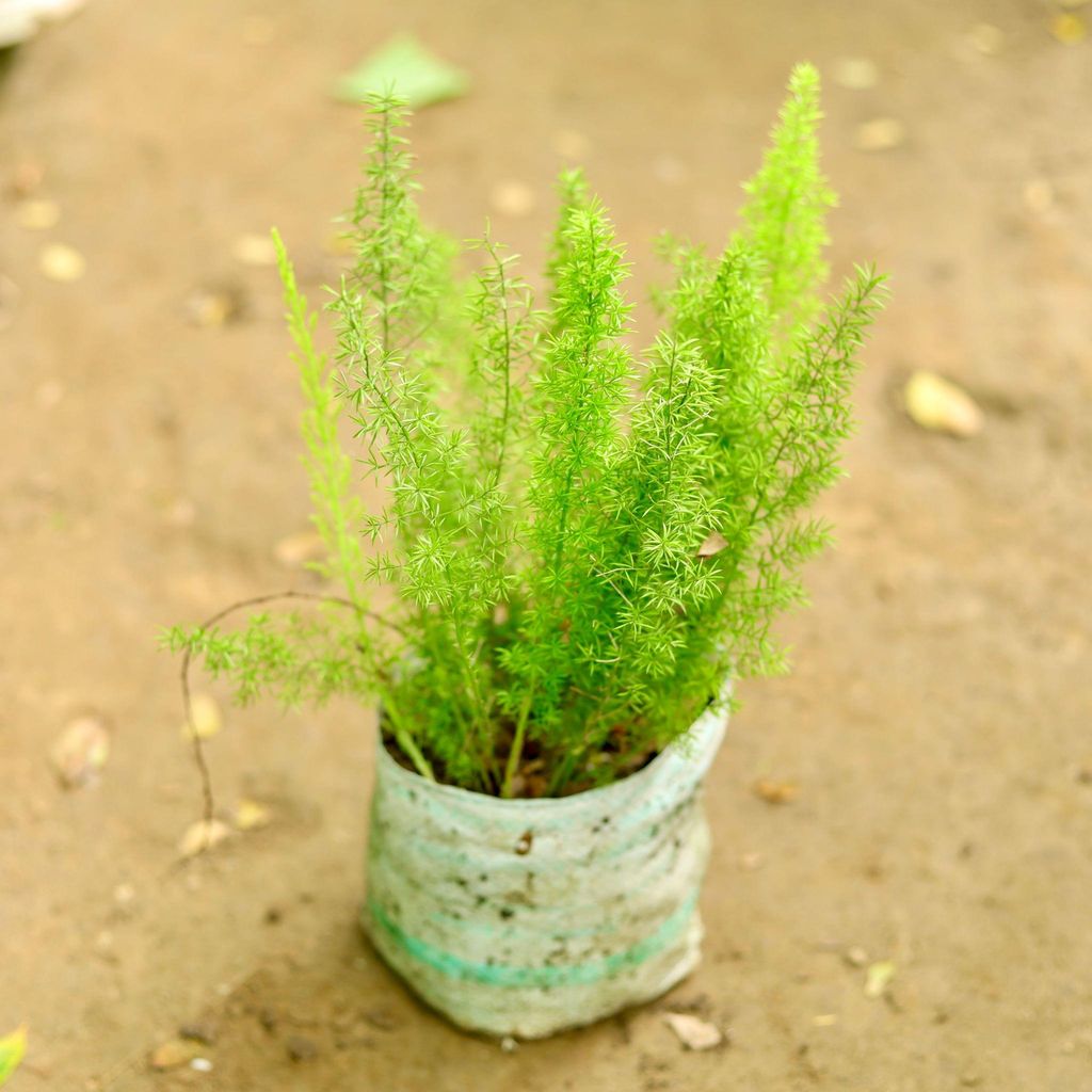 Asparagus in 4 Inch Nursery Bag