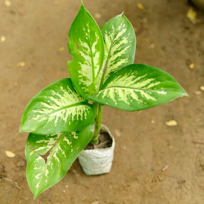 Buy Dieffenbachia  in 4 Inch Nursery Bag Online | Urvann.com