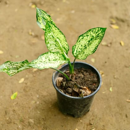 Buy Aglaonema Snow White in 4 Inch Plastic Pot Online | Urvann.com