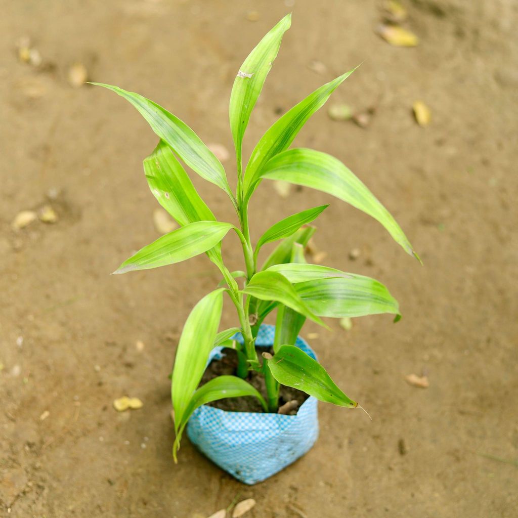 Lucky Bamboo in 4 Inch Nursery Bag