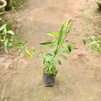 Buy Raat Ki Rani / Night Blooming Jasmine in 6 Inch Nursery Bag Online | Urvann.com