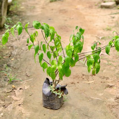 Buy Bleeding Heart (any colour) in 8 Inch Nursery Bag Online | Urvann.com