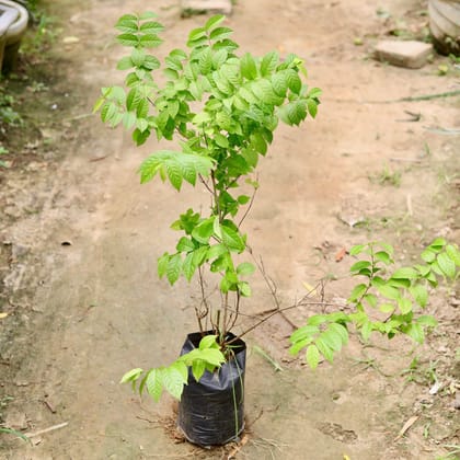 Buy Madhumalti / Rangoon Creeper (any colour) in 8 Inch Nursery Bag Online | Urvann.com