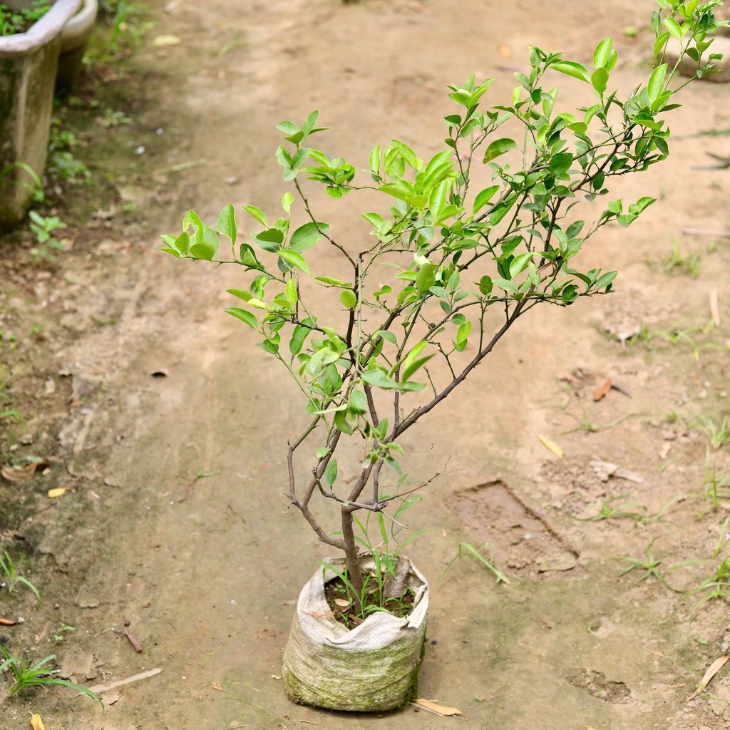 Nimbu / Lemon Plant in 10 Inch Nursery Bag