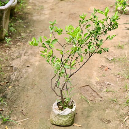 Buy Nimbu / Lemon Plant in 10 Inch Nursery Bag Online | Urvann.com