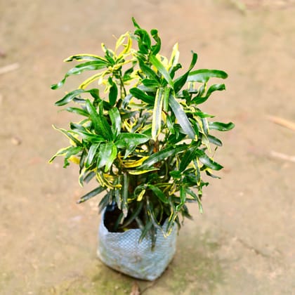 Buy Chironji Croton in 4 Inch Nursery Bag Online | Urvann.com