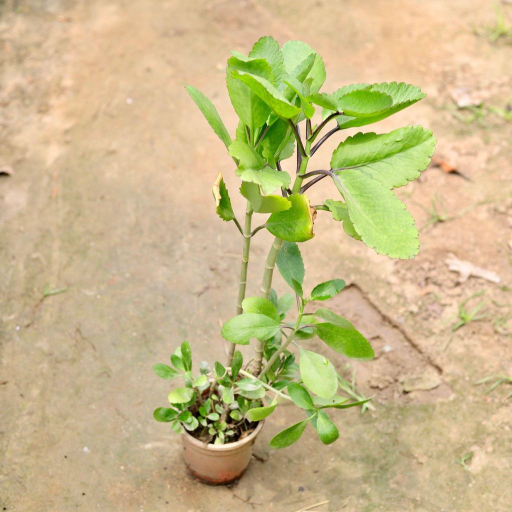 Patharchatta Long Plant in 6 Inch Nursery Pot