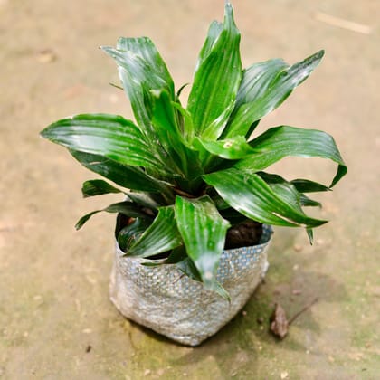 Buy Dracaena Compacta in 4 Inch Nursery Bag Online | Urvann.com