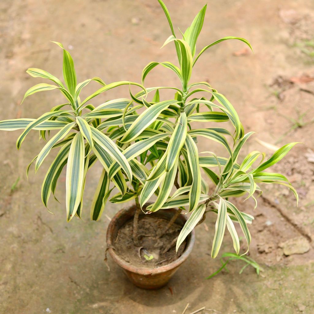 Song of India in 5 Inch Clay Pot