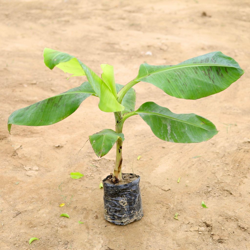 Banana Plant (~1 ft) in 5 Inch Nursery Bag