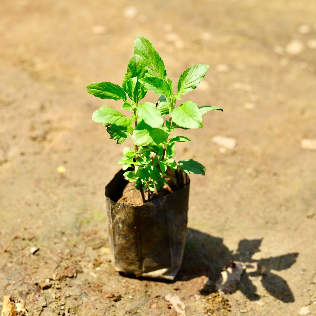 Rama Tulsi in 3 Inch Nursery Bag