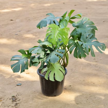 Buy Monstera Big Leaf 4 Branches Imported (~5 Yrs Old) in 14 Inch Nursery pot Online | Urvann.com