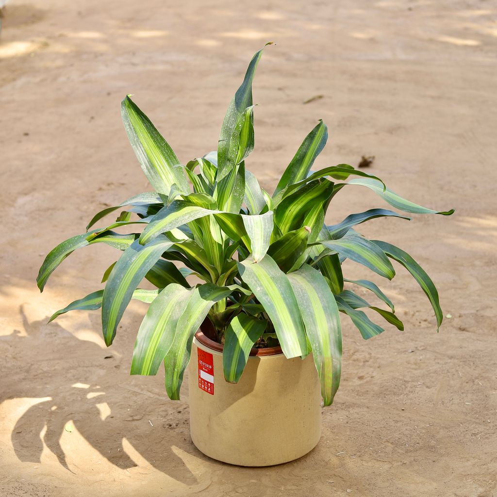 Dracaena Dara Singh 3 in 1 Exotic Plant (~1.5 Ft) in 12 Inch Classy Beige Cylindrical Fiberglass Pot