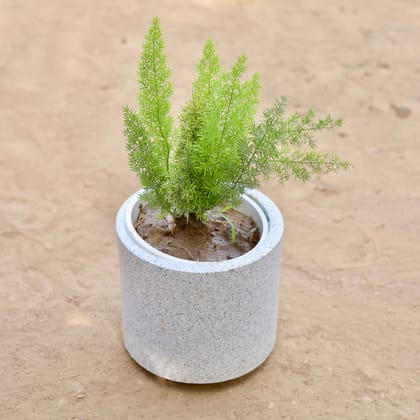 Buy Asparagus Mary  in 6 Inch Classy Marble White Cylindrical Fiberglass Pot Online | Urvann.com