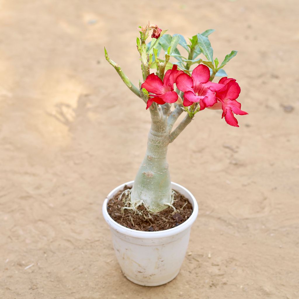 Adenium Bonsai in 6 Inch Nursery pot