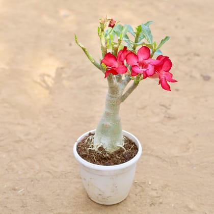 Buy Adanium Bonsai in 6 Inch Nursery pot Online | Urvann.com