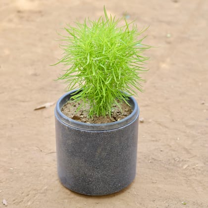 Buy Kochia in 8 Inch Classy Grey Cylindrical Fiberglass Pot Online | Urvann.com