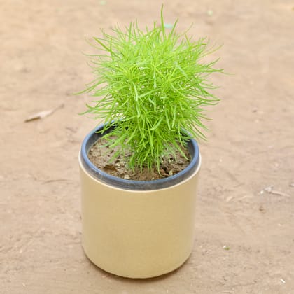 Buy Kochia in 8 Inch Classy Beige Cylindrical Fiberglass Pot Online | Urvann.com