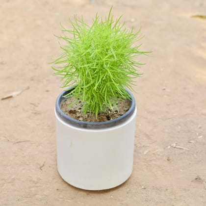 Buy Kochia in 8 Inch Classy White Cylindrical Fiberglass Pot Online | Urvann.com