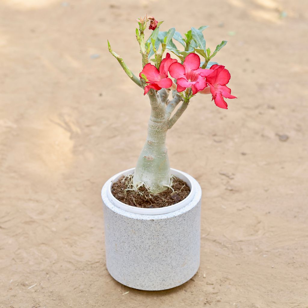 Adenium Bonsai in 6 Inch Classy Marble White Cylindrical Fiberglass Pot