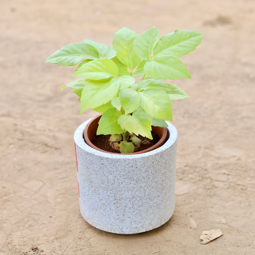 Golden Brassia Big Leaf in 6 Inch Classy Marble White Cylindrical Fiberglass Pot