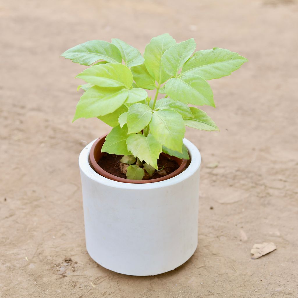 Golden Brassia Big Leaf in 6 Inch Classy White Cylindrical Fiberglass Pot